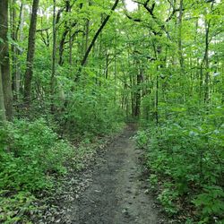 Cudahy Nature Preserve