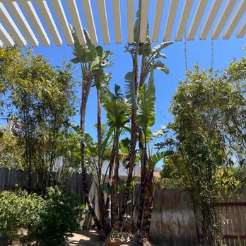 Select Tree Service - Bamboo and giant bird of paradise. - Tree Services Near Me Select Tree Service - Bamboo and giant bird of paradise. - Tree Services Near Me