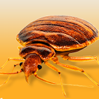 Thermal Clean - Pest Control Near Me - Westminster, Colorado Thermal Clean - Pest Control Near Me - Westminster, Colorado