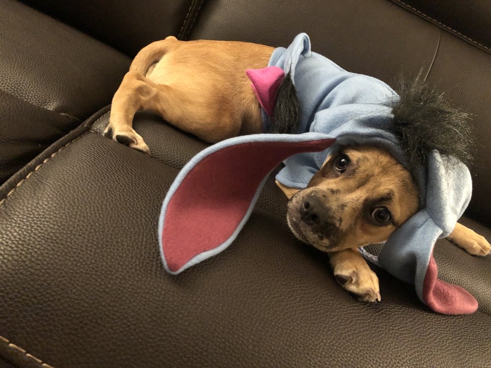 theresa's country feed and pet