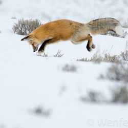 Big Sky Safaris - Red fox hunting