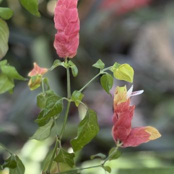 Bloedel Conservatory - Botanical Gardens Near Me - Vancouver, British Columbia