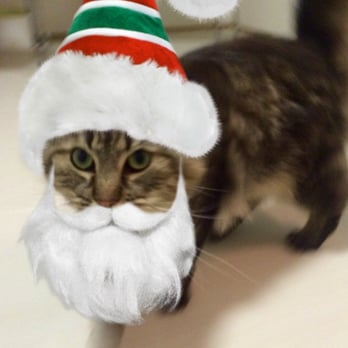 Canine Comprehensive - santa cat! - Dog Walkers Near Me