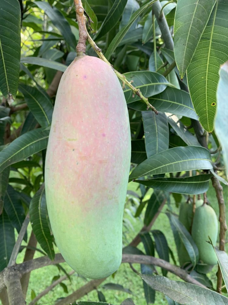 BACKYARD MANGOES 159 Bobwhite Ct, Royal Palm Beach, Florida Fruits