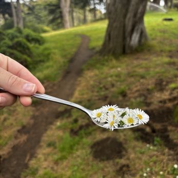 Golden Gate Park - Lunch - Parks Near Me - San Francisco, California