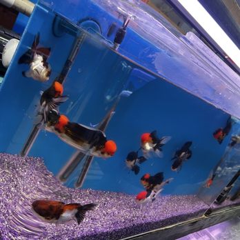 Tokyo Aquarium - Aquarium Services Near Me - Los Angeles, California