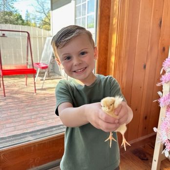 Three Acres Preschool - Baby chick love! - Preschools Near Me - Granite Bay, California Three Acres Preschool - Baby chick love! - Preschools Near Me - Granite Bay, California