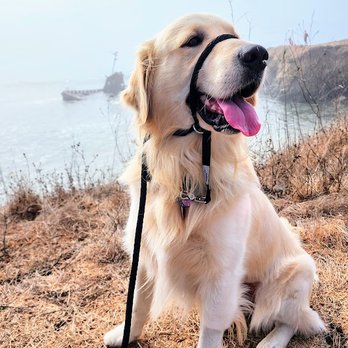 Francesca's Dogs - Dog Walkers Near Me