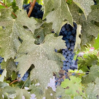 Julietta Winery - Wineries Near Me - Clarksburg, California