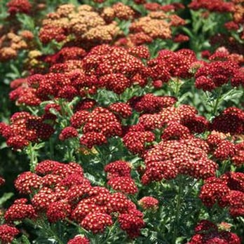 Tree Source - Strawberry Seduction Yarrow - Nurseries & Gardening Near Me - Parker, Colorado
