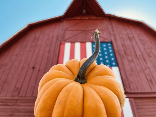 The Pumpkin Patch on Sauvie Island, Portland's original by null