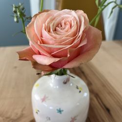 Snapdragon Floral - Rose in the tea room
