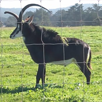 B Bryan Preserve - Handsome - Tours Near Me - Point Arena, California