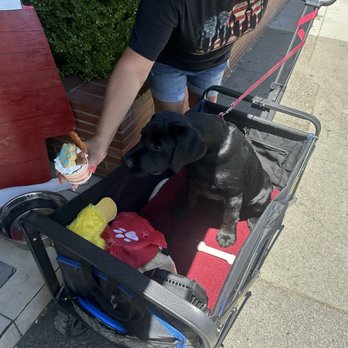 Paws and the Palette - Our lil puppy so excited!!! - Pet Stores Near Me - Sacramento, California