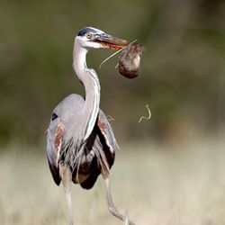 Cuesta Park - This guy likes to hunt in the annex... there most days