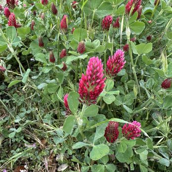 Wild Diamond Vineyards - Crimson Clover - Wineries Near Me - Hidden Valley Lake, California