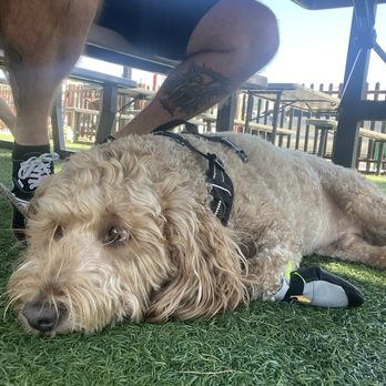 Beer Zombies Boulder City - Our Goldendoodle "Waylon" - Beer Bar Near Me - Boulder City, Nevada