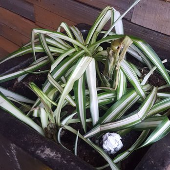 Neat - Sad plant - New American Near Me - Buffalo, New York
