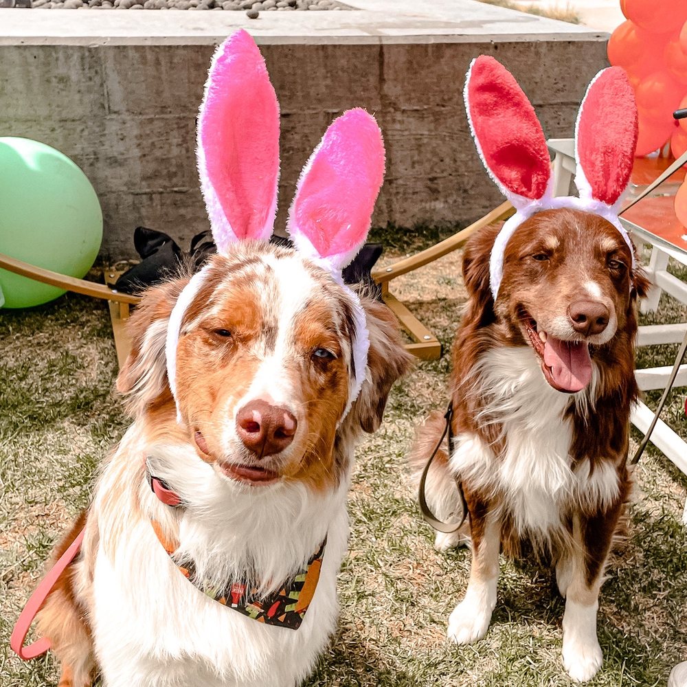 Stand Proud Dog Training - Training at the mall - Pet Training Near Me - Reno, Nevada Stand Proud Dog Training - Training at the mall - Pet Training Near Me - Reno, Nevada