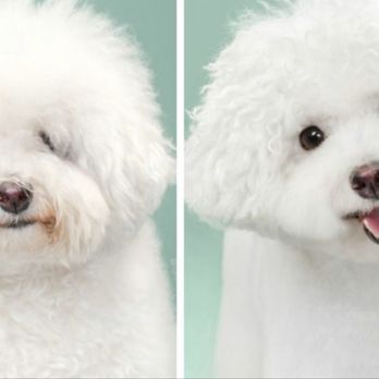 Fancy Paws Pet Salon - Pet Groomers Near Me - Providence, Rhode Island Fancy Paws Pet Salon - Pet Groomers Near Me - Providence, Rhode Island