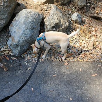 The Canine Companion - Pup exploring - Dog Walkers Near Me The Canine Companion - Pup exploring - Dog Walkers Near Me