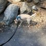 Photo of The Canine Companion