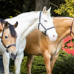 Lang's Horse & Pony Farm