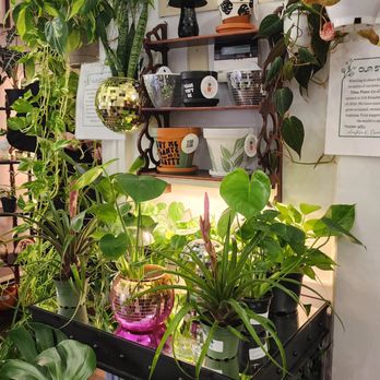 Thea Plant Co - Nurseries & Gardening Near Me - Providence, Rhode Island Thea Plant Co - Nurseries & Gardening Near Me - Providence, Rhode Island