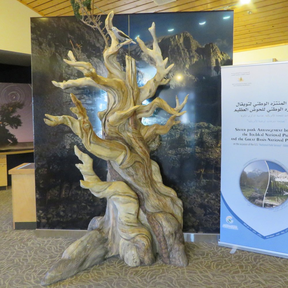 Great Basin Visitor Center - Bristlecone pine display. - Visitor Centers Near Me - Baker, Nevada Great Basin Visitor Center - Bristlecone pine display. - Visitor Centers Near Me - Baker, Nevada