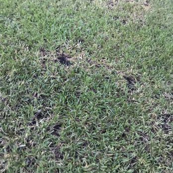Orange Environmental Services - a patch of green grass - Pest Control Near Me - Orange Park, Florida