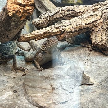 Oklahoma City Zoo - Zoos Near Me - Oklahoma City, Oklahoma Oklahoma City Zoo - Zoos Near Me - Oklahoma City, Oklahoma