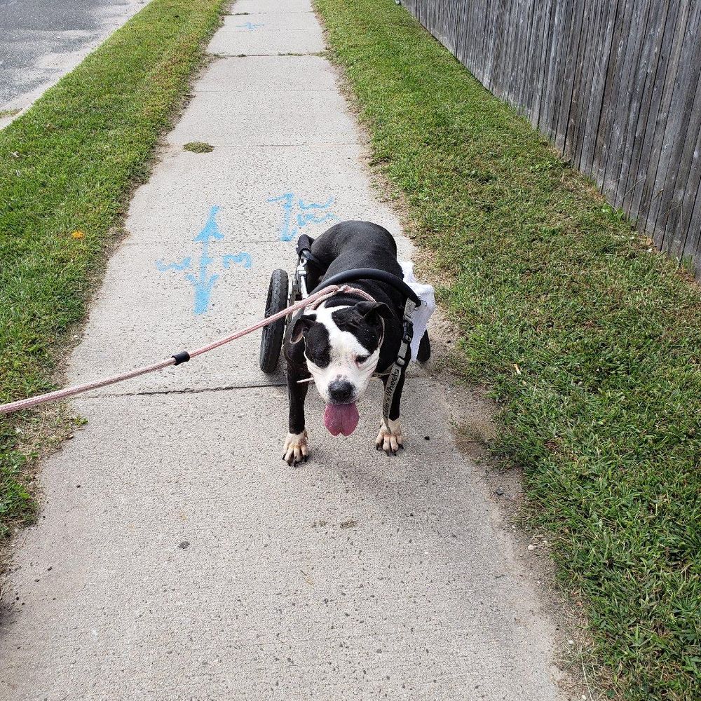 New York Bully Crew - Animal Shelters Near Me - Patchogue, New York New York Bully Crew - Animal Shelters Near Me - Patchogue, New York