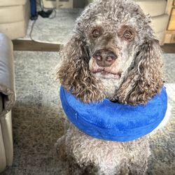 Animal Medical Center - Finnegan with his new pillow necklace, Lol, so he doesn't scratch his wound!! He's a sweet boy & feeling better now. Thanks Midtown staff