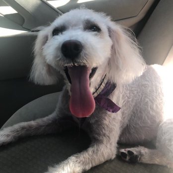 Bogarts Bone Appetit - After look of grooming! She was very happy :) - Pet Groomers Near Me - Las Vegas, Nevada