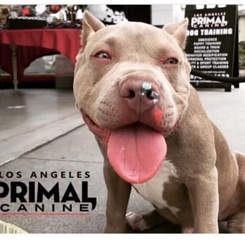K9 Logic Dog Training - Pet Training Near Me - Glendale, California