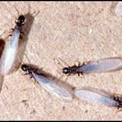 Carter Pest Control - Termite Swarmers