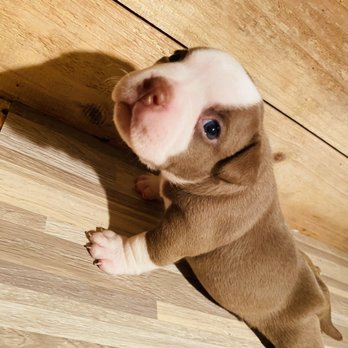 Pedegree Puppies - Pet Adoption Near Me Pedegree Puppies - Pet Adoption Near Me