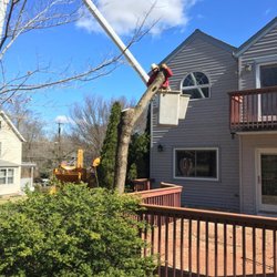 Arbor Releaf Tree Expert