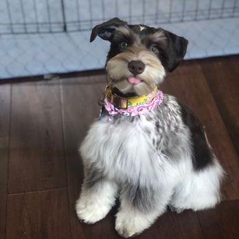 Canine Cuties - Pet Groomers Near Me