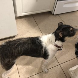 My dog before his trim. My dog before his trim.