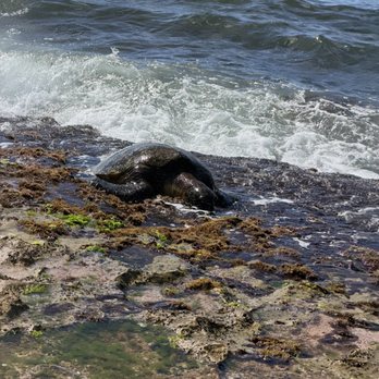 Laniakea Beach - This one decided to stay - Beaches Near Me - Haleiwa, Hawaii