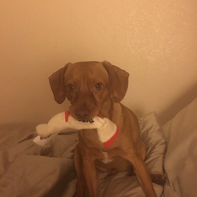 red rover mobile pet grooming