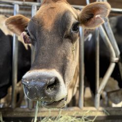 Cow