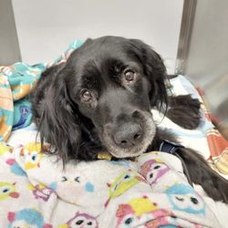 OREV Specialty Vet Care - Post op recovery at clinic.
