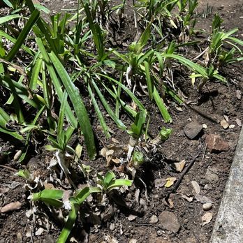 LTC Construction - Broken plants. Lots of leafs. - Tree Services Near Me - Roseville, California LTC Construction - Broken plants. Lots of leafs. - Tree Services Near Me - Roseville, California