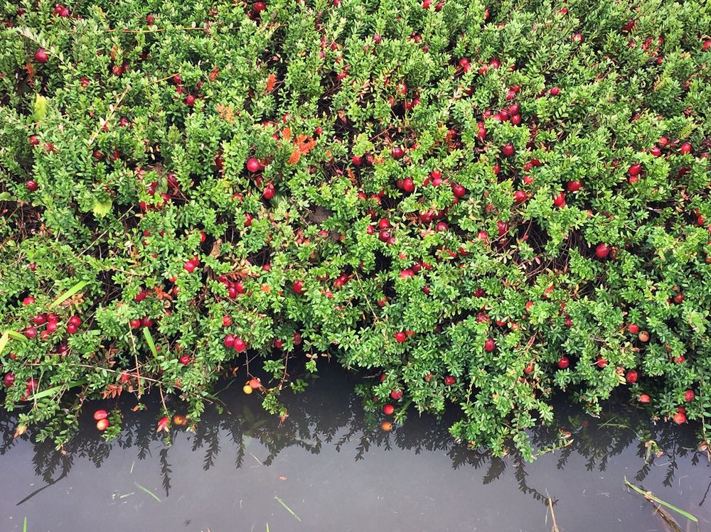 Cranberry Square Market Logo