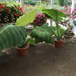Whiteford Greenhouse