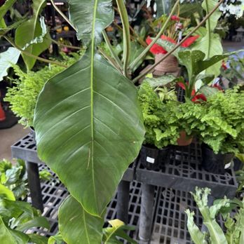 Koolau Farmers - Home & Garden Near Me - Kaneohe, Hawaii