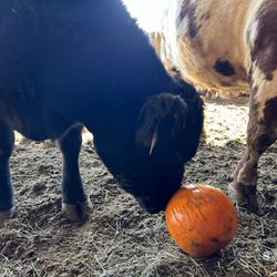Smith Family Farms