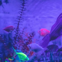 Mai Kai Kava - Vibrant and exotic vibes at Mai Kai Kava Athens GA!
